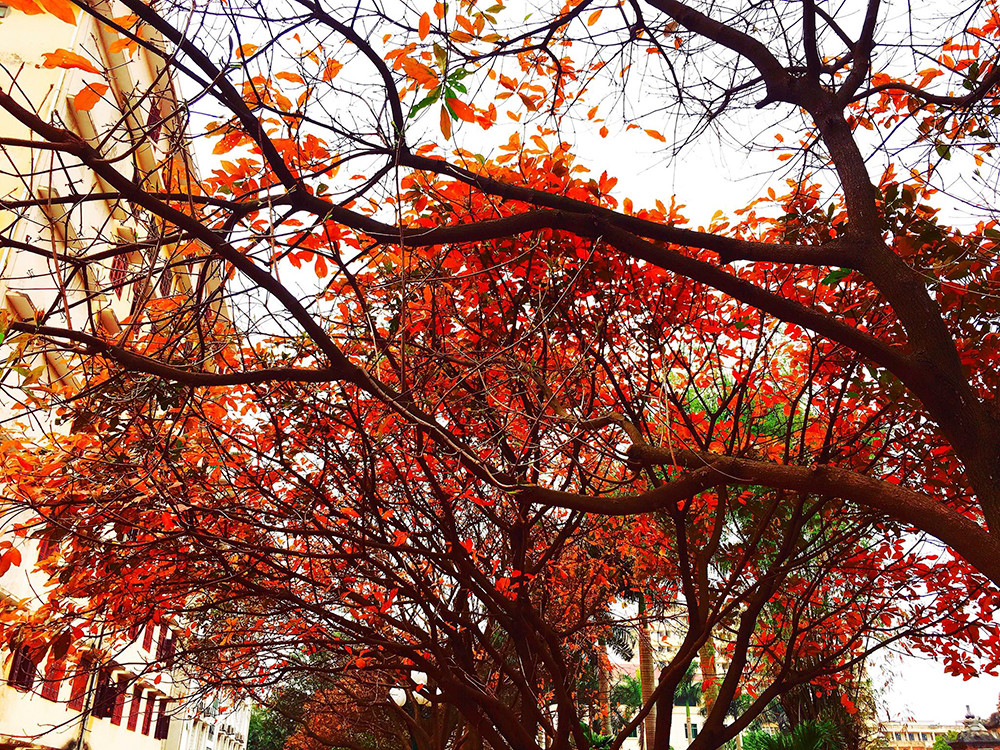 Đứng dưới tán cây lộc vừng chụp ảnh, có lẽ sẽ rất nhiều người lầm tưởng mình đang đứng giữa con đường đầy lá vàng ở Hàn quốc. (Ảnh: Thùy Dung)