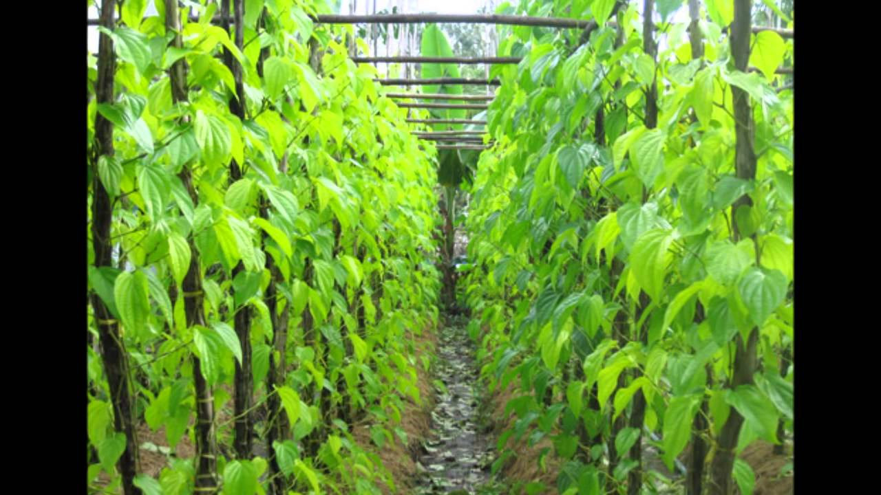 Những dàn trầu xanh um.