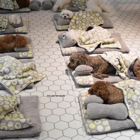 Ăn trưa xong thì ngủ thôi nào.