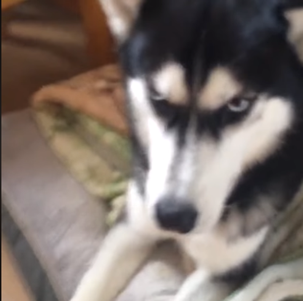 Mẹ mắng mà còn nhìn bằng ánh mắt như vậy là sao đây?