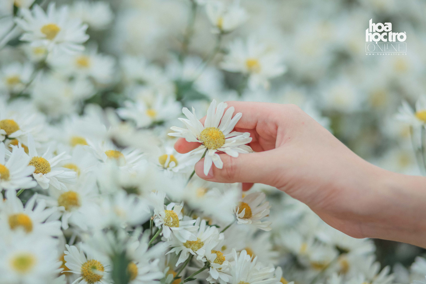 Với nhiều người, cúc họa mi vẫn là nét chấm phá vô cùng đặc biệt, làm nên một Hà Nội rất đỗi bình dị.