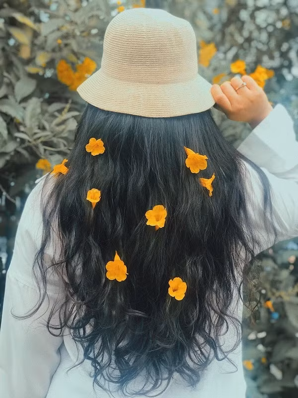Hình ảnh các cô gái cài hoa huỳnh liên lên mái tóc.