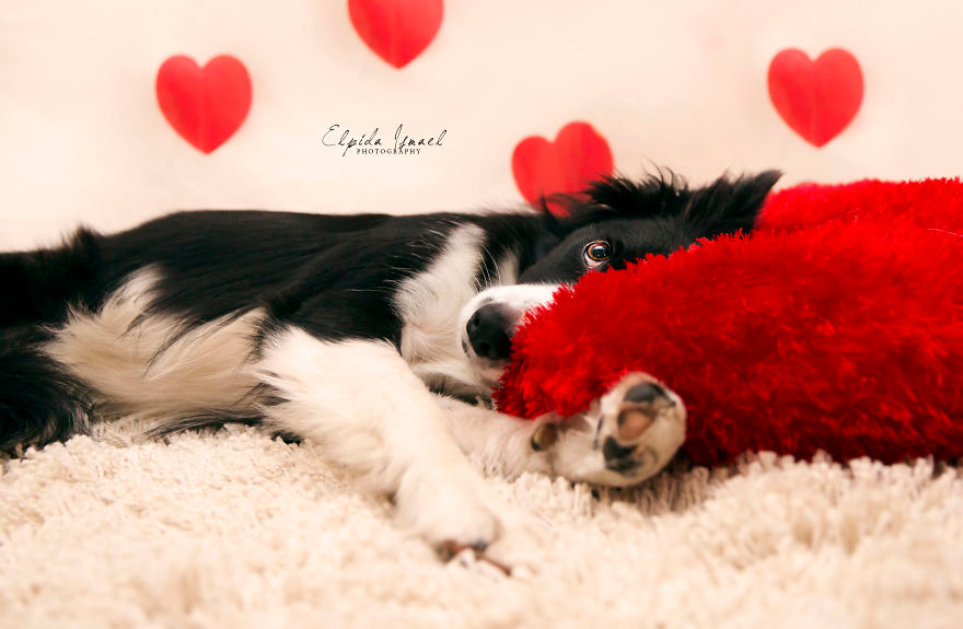 Phát ghen với 3 chú chó có bộ ảnh Valentine siêu dễ thương! ảnh 6