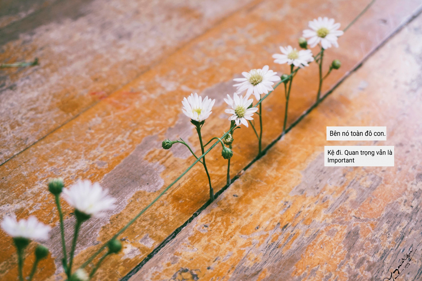 Cũng ganh tị so kè như ai