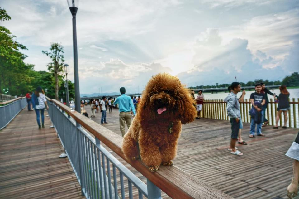 Ảnh: Cầu gỗ lim Sông Hương