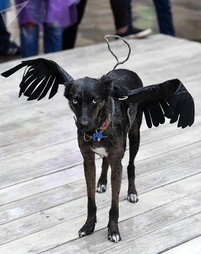 Trang phục "ton sur ton" của một chú cún tham gia trình diễn thời trang.