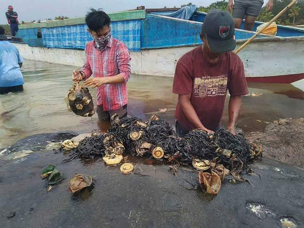Con vật có 5,9 kg chất thải nhựa trong dạ dày. Ảnh: Reuters.
