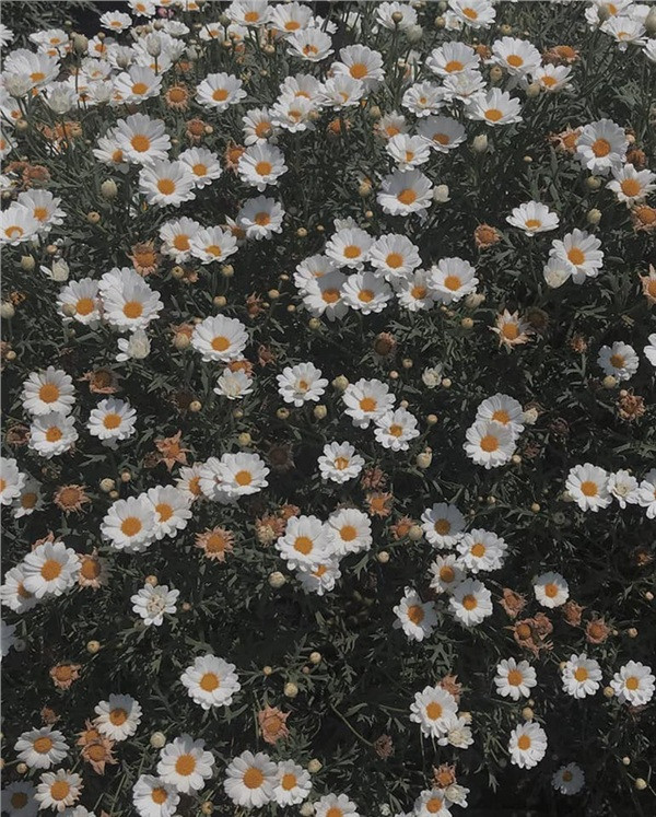 (Ảnh: Dala Garden Hotel Đà Lạt)