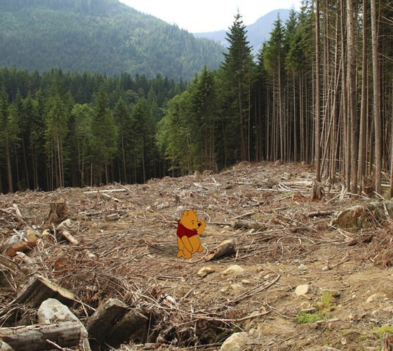 Gấu Pooh buồn bã khi những cánh rừng đang bị tàn phá.