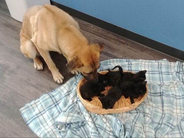 Serenity vẫn ghé thăm những chú mèo con mỗi ngày.