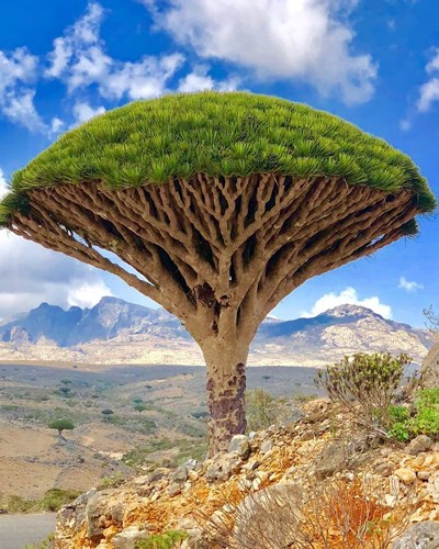 Đảo Socotra ở Yemen nổi tiếng với Cây Máu Rồng