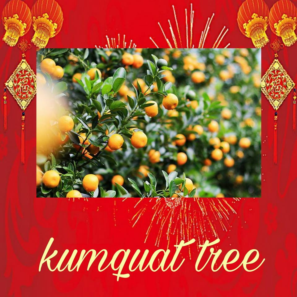 Kumquat tree /'kʌm.kwɒt triː/: Cây quất