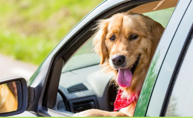 Loài chó đích thị đến từ sao Hỏa, loài mèo chắc chắn đến từ sao Kim ảnh 13