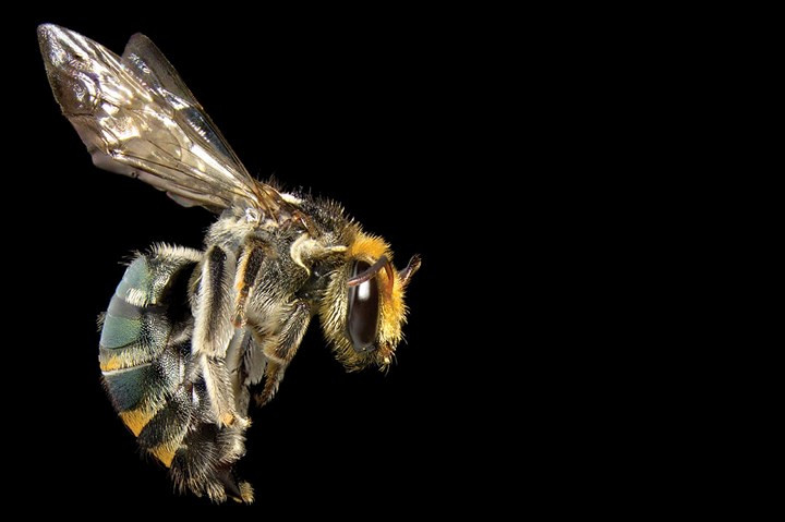 Lipotriches (Austronomia) australica được gọi là “những chiếc máy thụ phấn ồn ào” bởi chúng dùng bụng rung lên để phân tán phấn hoa./.