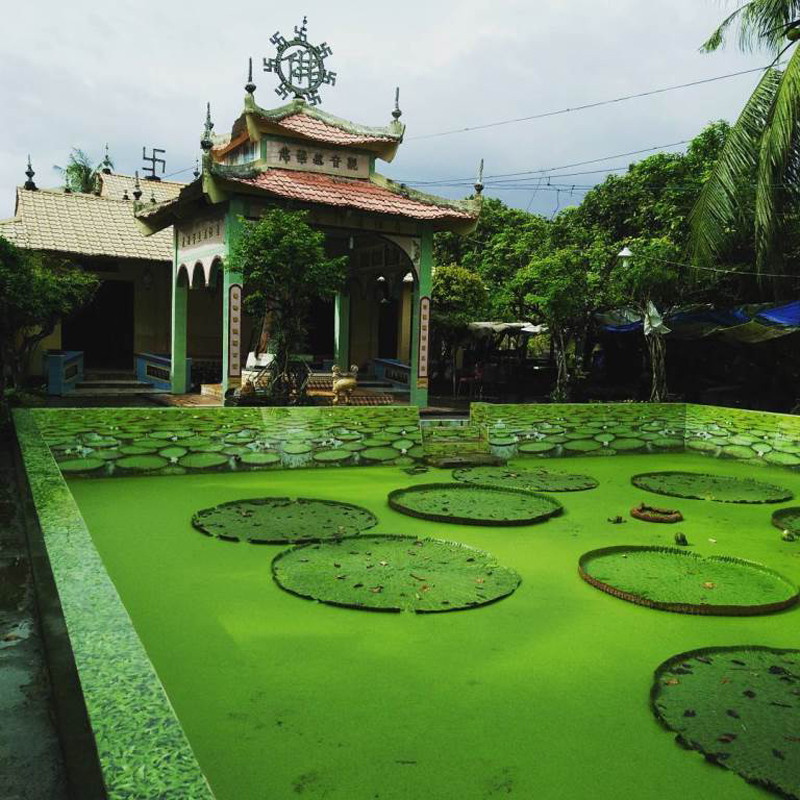 Ao sen thanh tịnh nằm trong khuôn viên chùa. (Ảnh: Hanhtrangdulich)