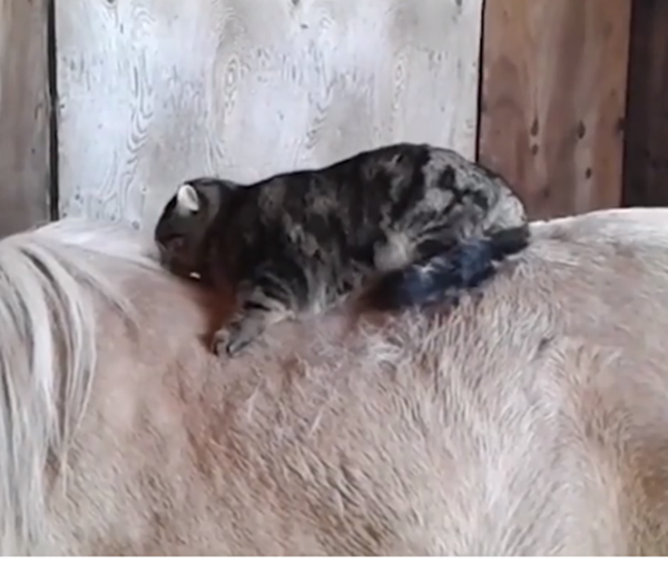 Để tôi làm đẹp cho cái bờm của chú cho.