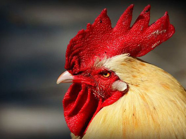 Chú gà Maurice được cho là bị "tổn thương" và "mệt mỏi" bởi vấn đề pháp lý