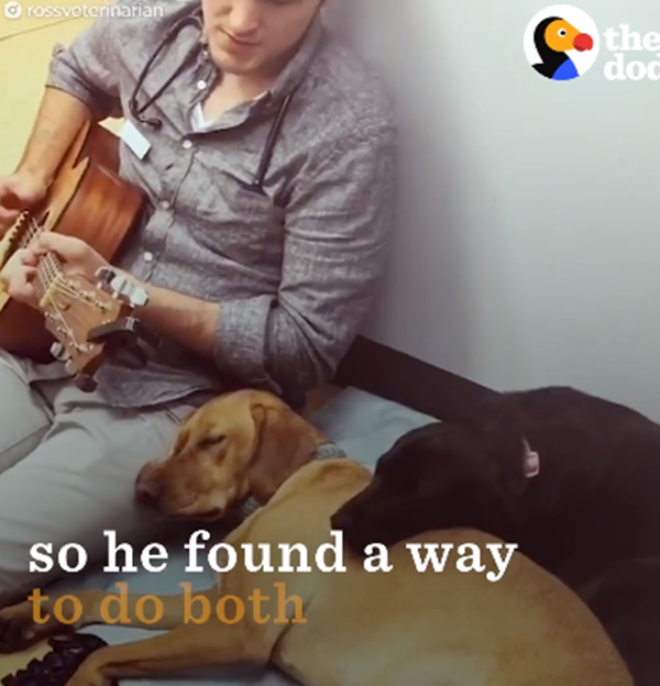 Trong mỗi lần điều trị bệnh cho các thú cưng, Ross luôn đánh đàn và hát cho chúng nghe.