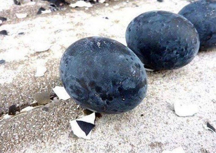 Trứng do giống gà Ayam Cemani đẻ ra cũng… đen vỏ. (Ảnh: Vietnamnet).