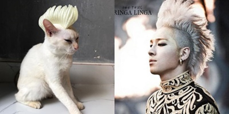 Mèo TaeYang phiên bản nội địa.