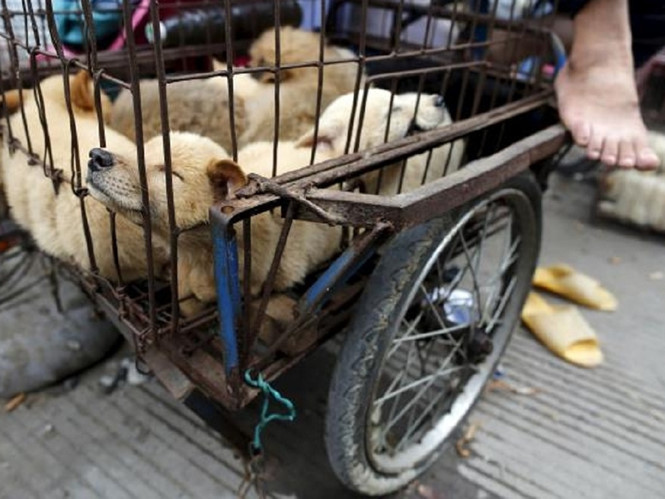 Những con chó bị nhốt trong lồng tại lễ hội thịt chó ở thành phố Ngọc Lâm, tỉnh Quảng Tây, Trung Quốc. ẢNH: REUTERS.