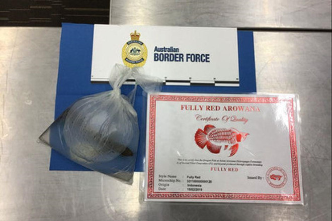 Con cá rồng được đựng trong túi nước bị thu giữ tại sân bay Adelaide. Ảnh: ABF.