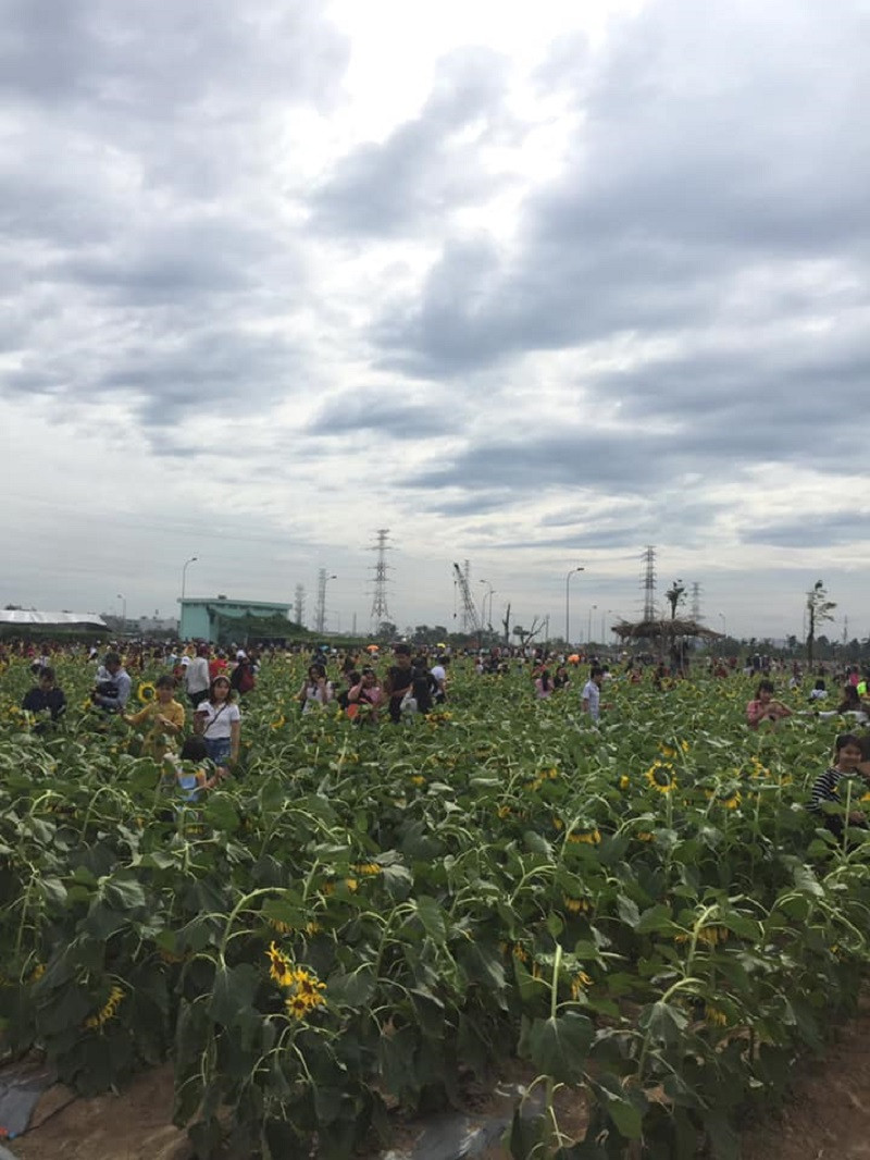 Dẫu hoa đã tàn nhưng vẫn mong ý thức của người tham quan sẽ được nâng cao để các mùa hoa sau còn có thể chiêm ngưỡng những vườn hoa đẹp khoe sắc