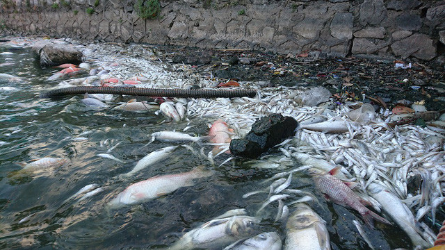 Nguyên nhân cá chết được phỏng đoán do nước hồ ô nhiễm hoặc có thể liên quan đến thời tiết nắng nóng những ngày vừa qua.