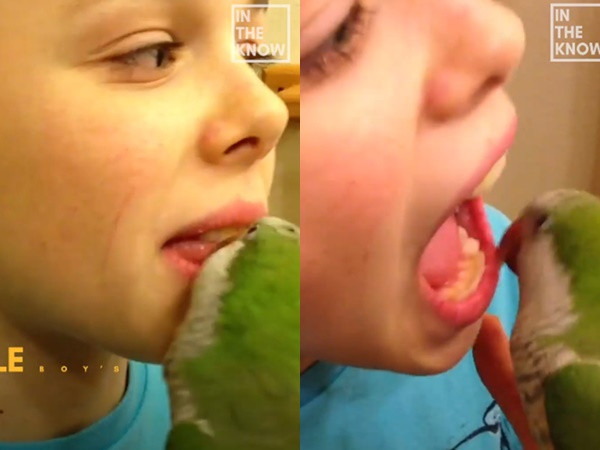 Nhiệm vụ của cậu chủ là cứ há nguyên miệng vậy nhé.