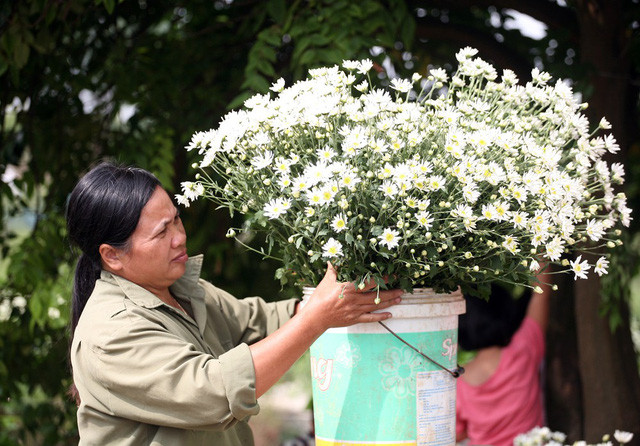 Chủ các vườn cúc họa mi cũng cắt bán phục vụ nhu cầu của khách làm đạo cụ chụp ảnh với giá 50.000 đồng/ bó.
