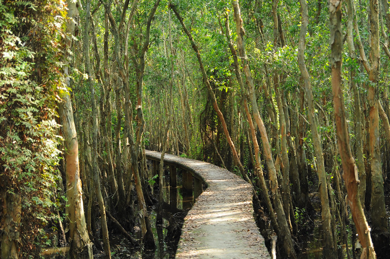 Con đường bê tông xuyên rừng tràm.