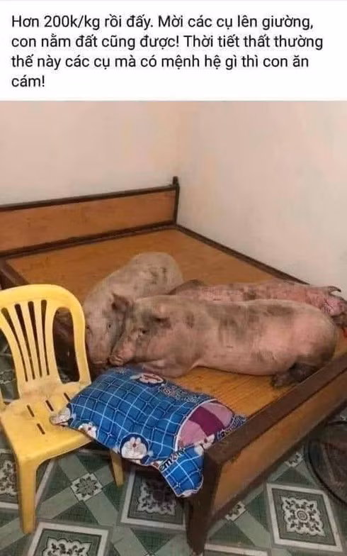Khi heo... lên giá và được cưng chiều.