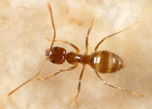 Những loài vật này chỉ cần nghe tên thôi, bạn đã thấy tò mò muốn biết ảnh 5