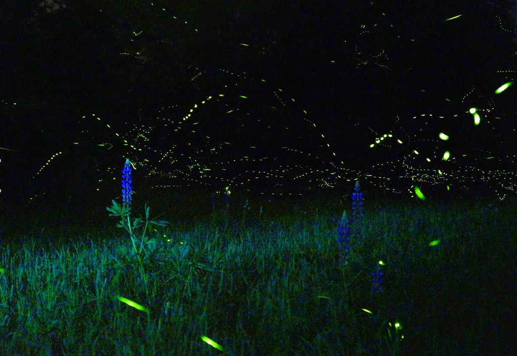 Ảnh: Luciernagas_15.