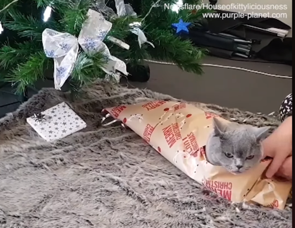 Quy trình gói quà có vẻ rất cẩn thận, để chừa bộ mặt của tôi...