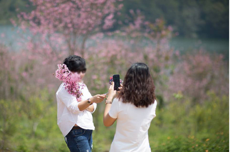 Một số du khách ý thức kém bẻ hoa mai anh đào khiến cư dân mạng bức xúc.