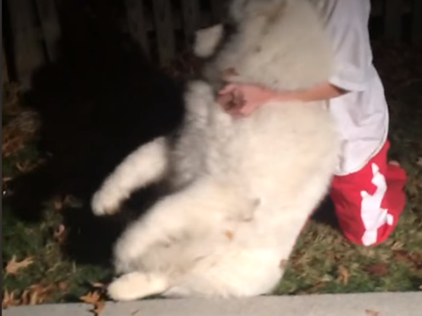 Dỗi thì ra sân nằm. Mama dỗ sao cũng không chịu dậy.