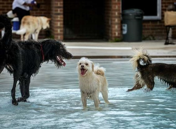 "Nụ cười" đáng yêu của những chú chó khi cùng nhau nô đùa.