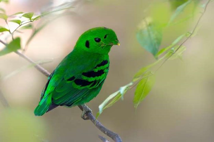 Chim mỏ rộng xanh: Loài chim này thường có bộ lông sặc sỡ và bắt mắt với thức ăn chủ yếu là trái cây và côn trùng.