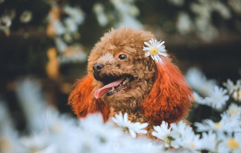 Một nhành hoa em cài mái tóc...