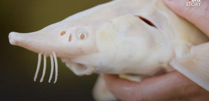 Trứng cá muối này cực hiếm bởi được lấy từ loài cá tầm bạch tạng quý hiếm Albino Siberia.