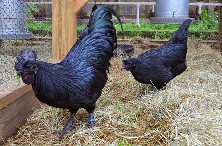 Gà Ayam Cemani có nguồn gốc ở đảo Java, Indonesia. Năm 1998, một người Hà Lan đã đưa giống gà đen “xuất ngoại” qua châu Âu. Nhờ đó, loài gia cầm này đã được nhân giống ở một số quốc gia khác như, Anh quốc, Ba Lan. (Ảnh: Giadinhnet).