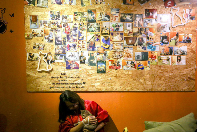 Quán cà phê tràn ngập hình ảnh dễ thương của hàng chục chú mèo suốt 2 năm qua.