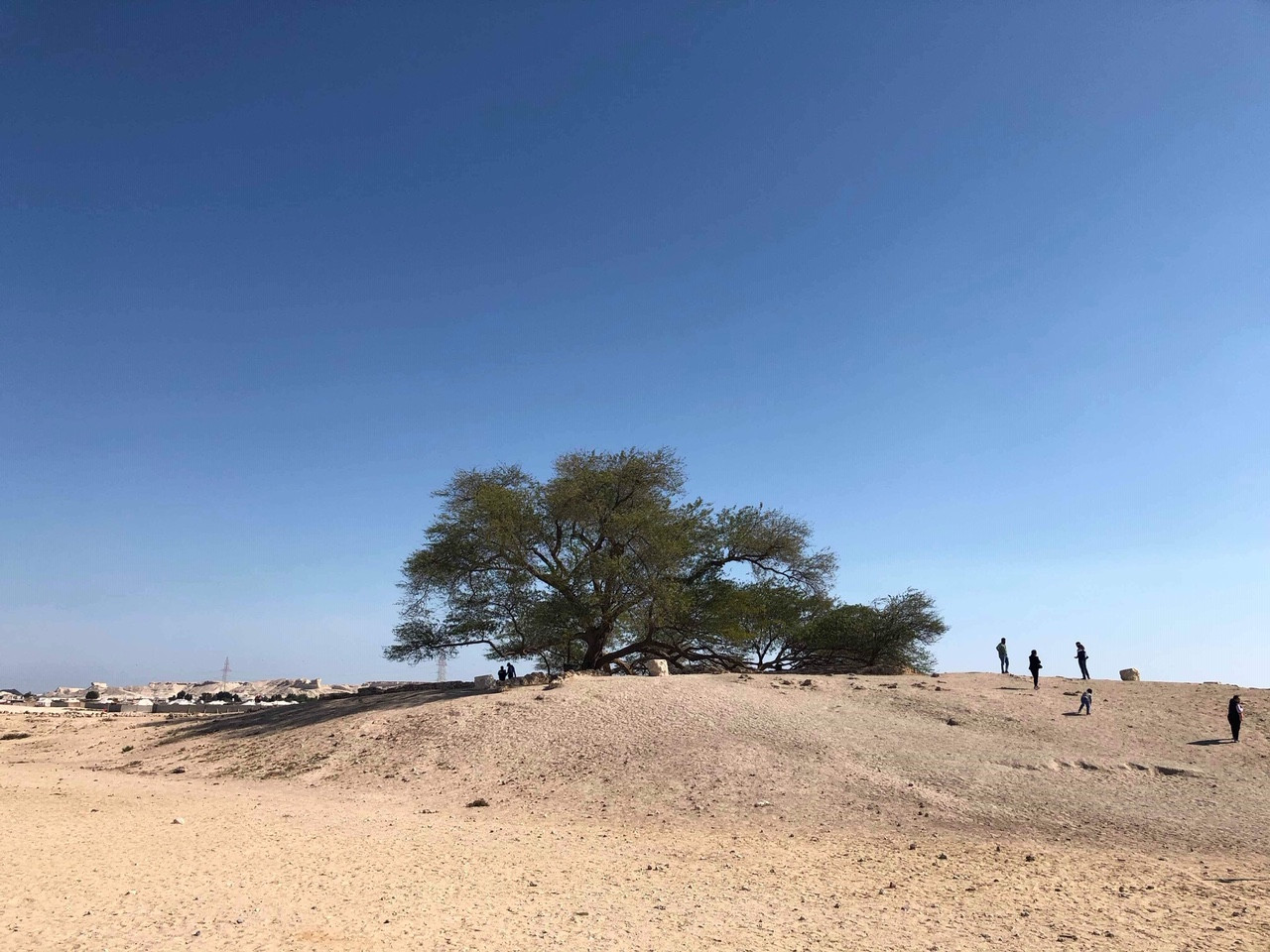 Cây có sức sống mãnh liệt nhất sa mạc Bahrain