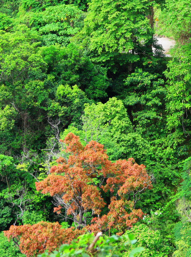 Một cây lá đỏ đang khoe sắc giữa rừng xanh