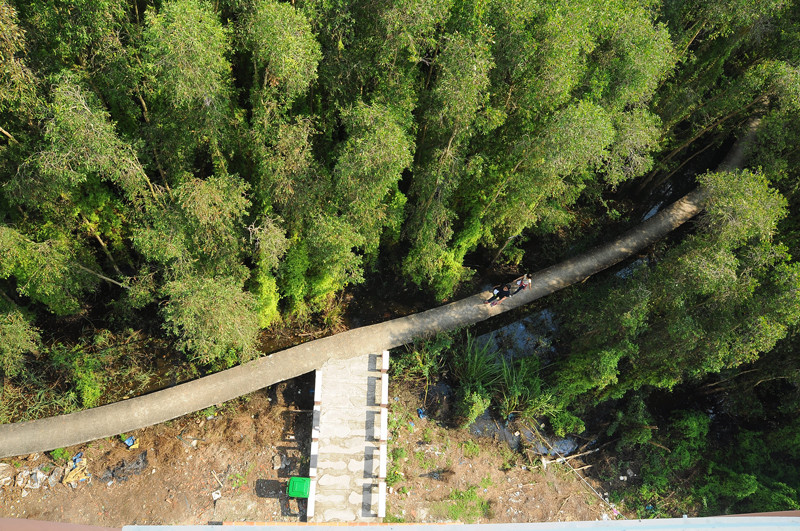 Rừng tràm nhìn từ trên cao.