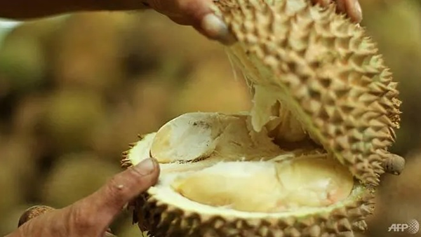 Sầu riêng là được mệnh danh "vua các loại quả" ở Đông Nam Á, song không phải ai cũng ăn được vì mùi khó chịu của chúng.
