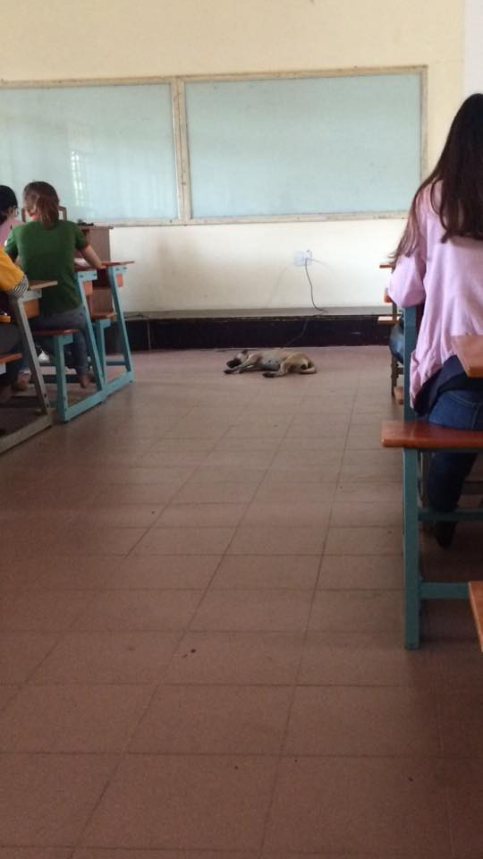 Một “vị khách không mời” khác được dân mạng chia sẻ.