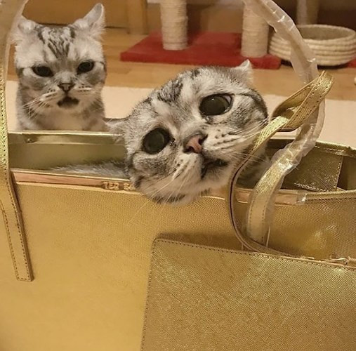 Cô Liu cho biết: “Luhu thoải mái lắm. Nó không xấu hổ đâu và còn rất thích chụp hình nữa”.