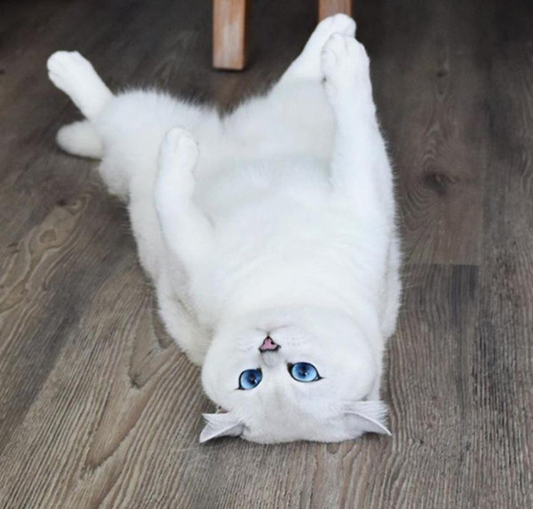 …hay chỉ đơn giản là lăn lê bò toài…